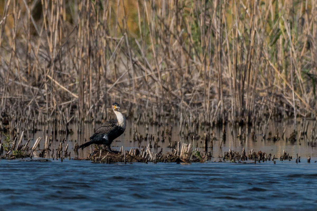 Great Cormorant - ML135358471