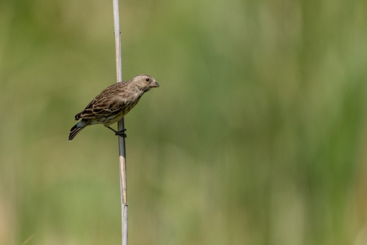 Black-throated Canary - ML135358791