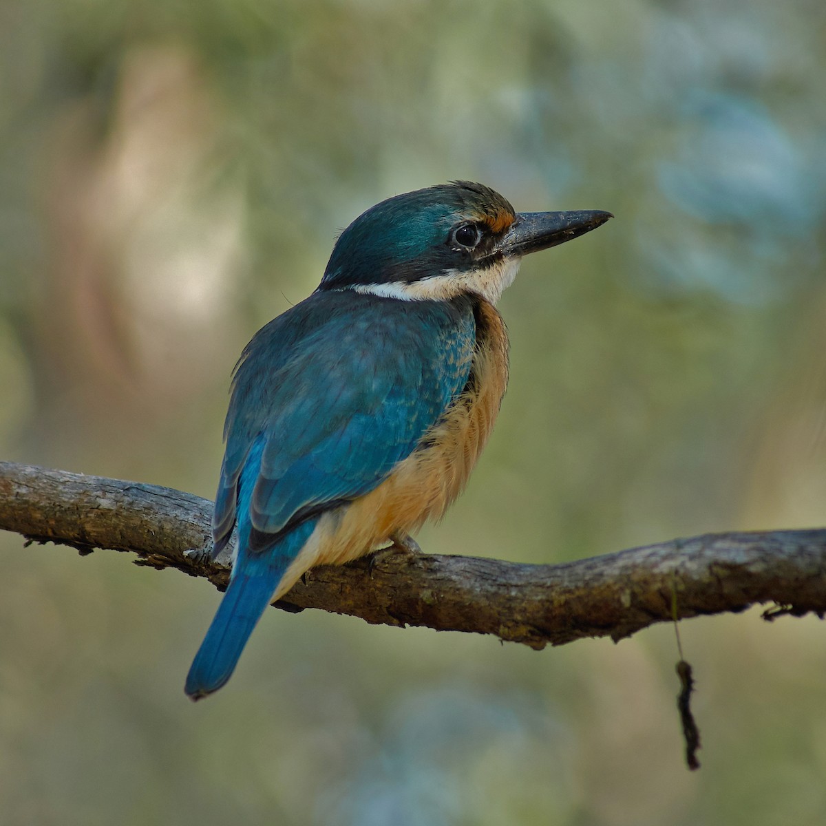 Sacred Kingfisher - ML135359161