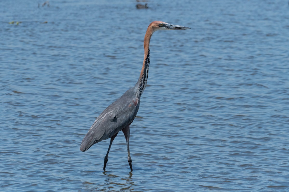 Goliath Heron - ML135359251