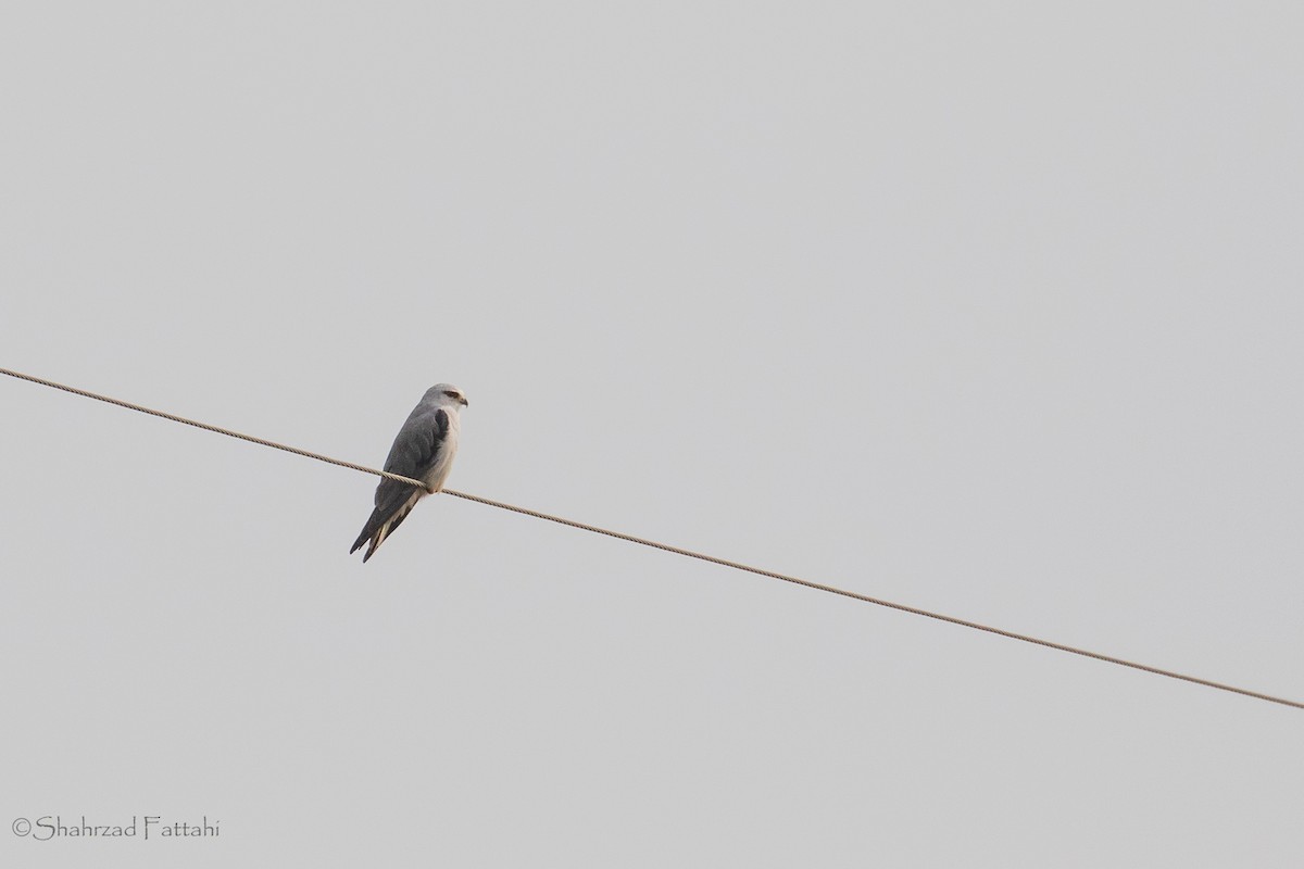 Black-winged Kite - Shahrzad Fattahi