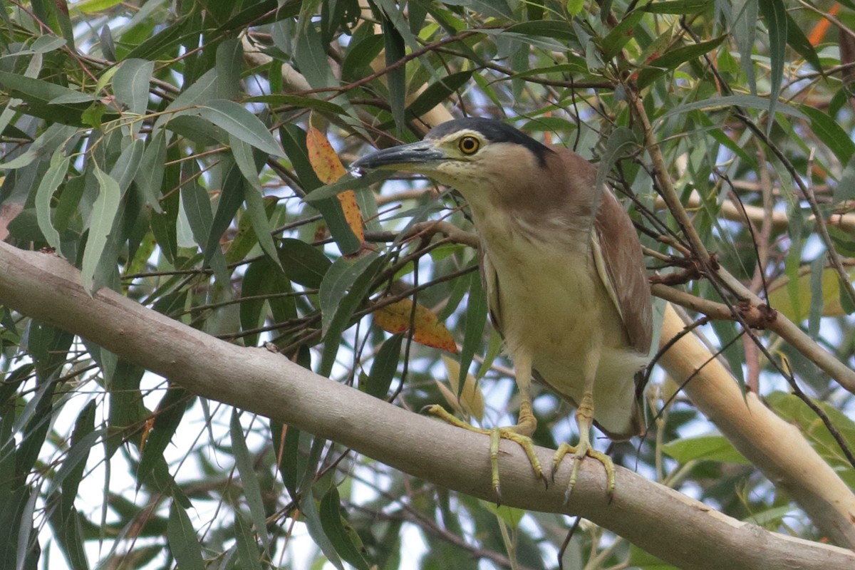 Nankeen Night Heron - ML135359861