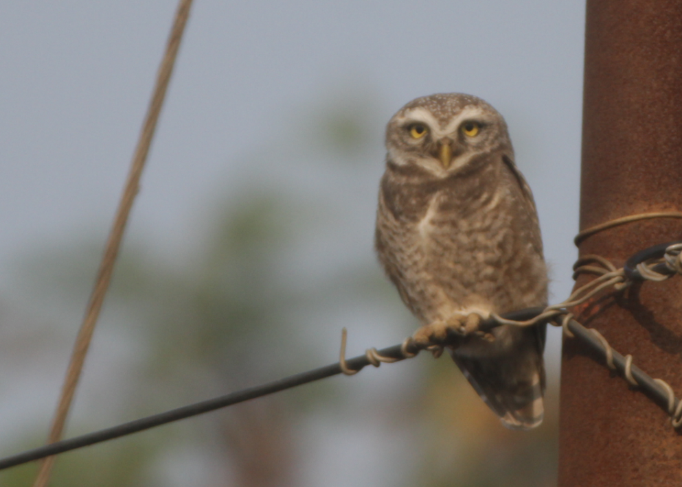 Spotted Owlet - ML135360281