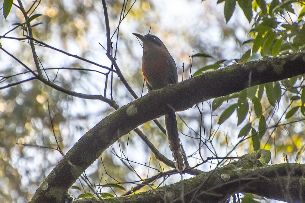 Rufous-capped Motmot - ML135360411