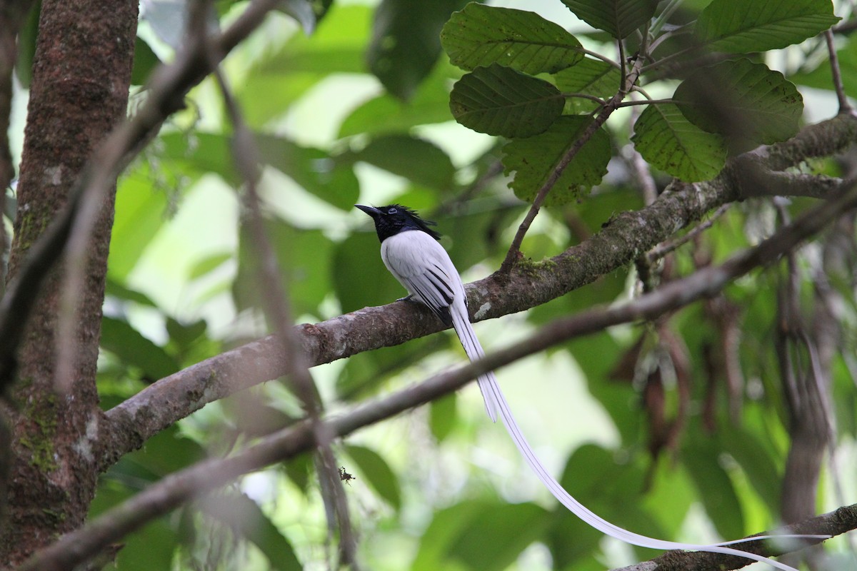 Indian Paradise-Flycatcher - ML135360791