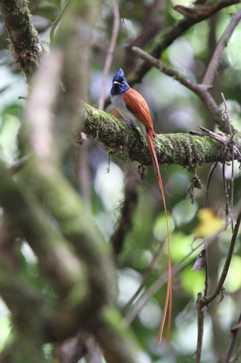 Indian Paradise-Flycatcher - ML135360811