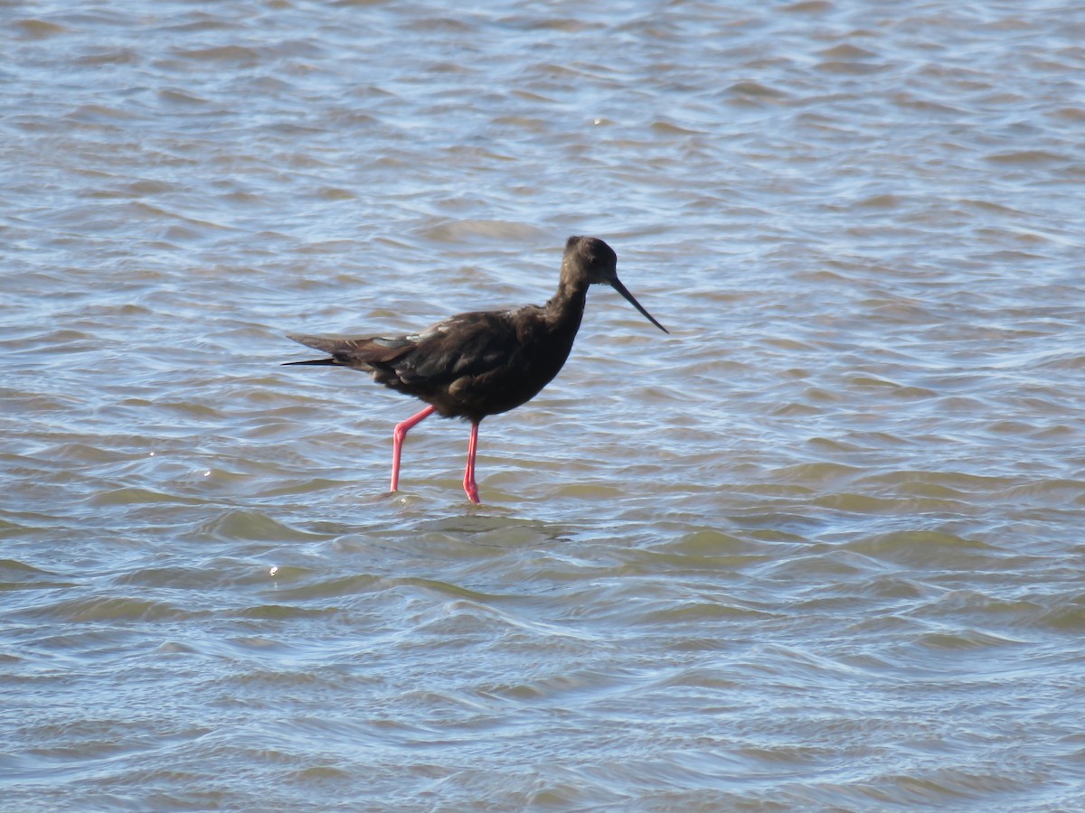 Black Stilt - ML135361831