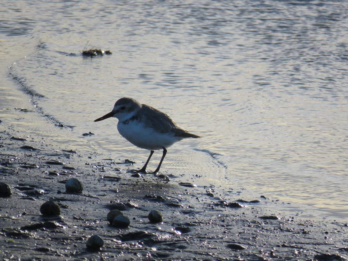 Wrybill - ML135361841