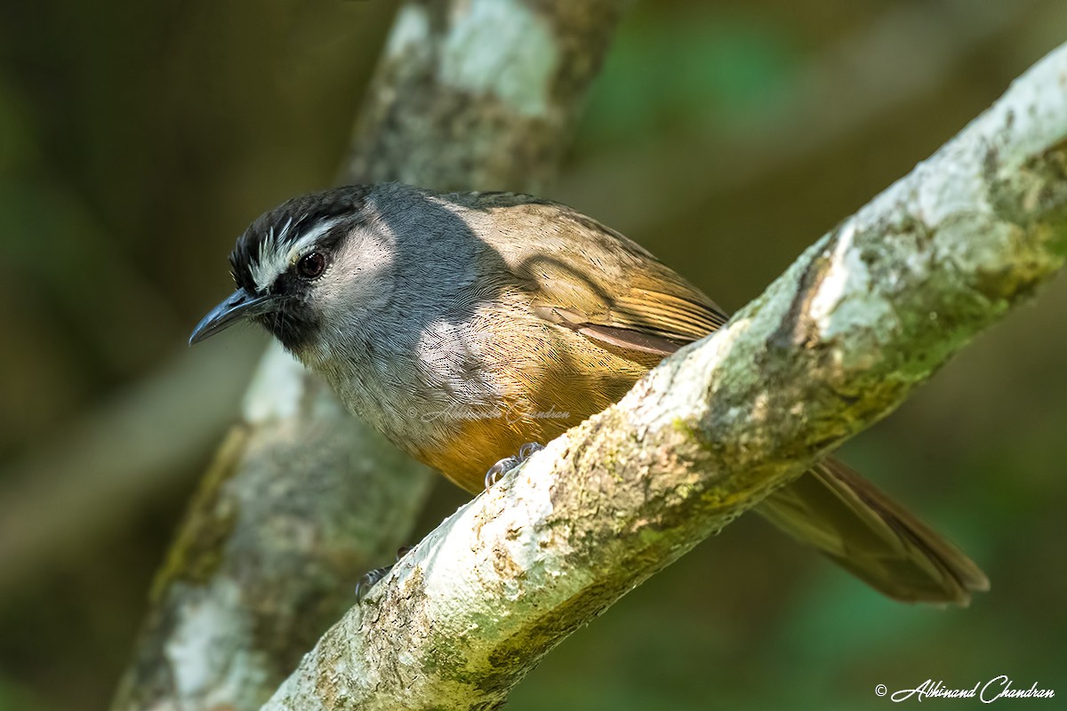 Banasura Laughingthrush - Abhinand C