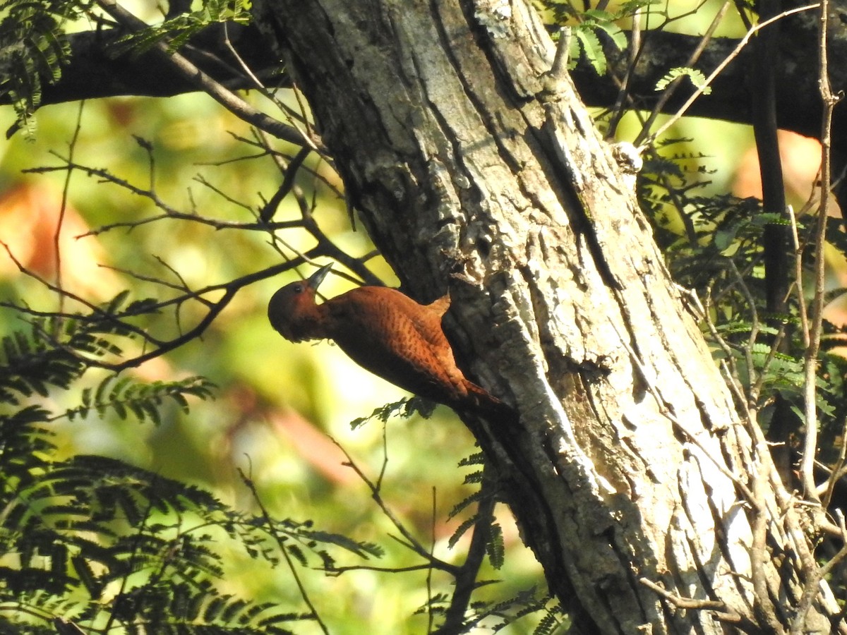 Rufous Woodpecker - Sharang Satish