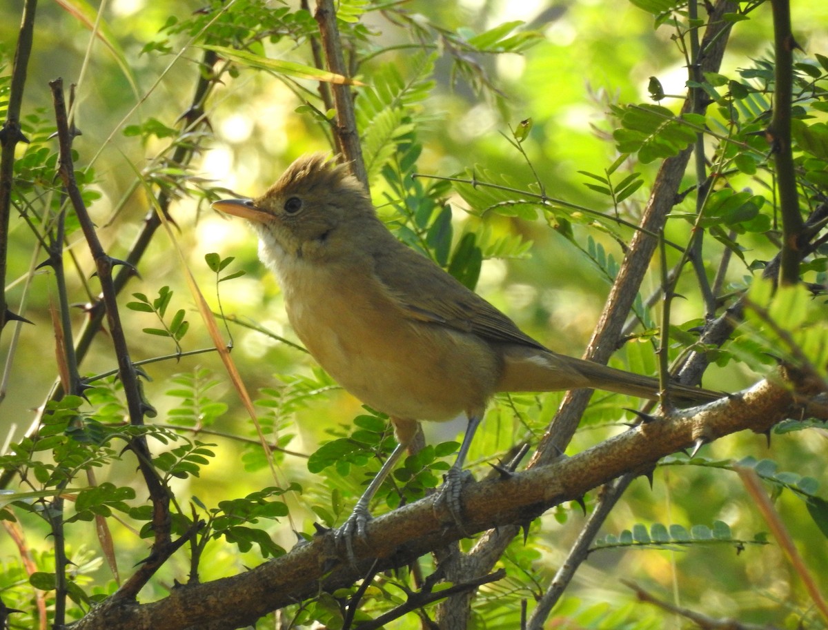 Thick-billed Warbler - Sharang Satish