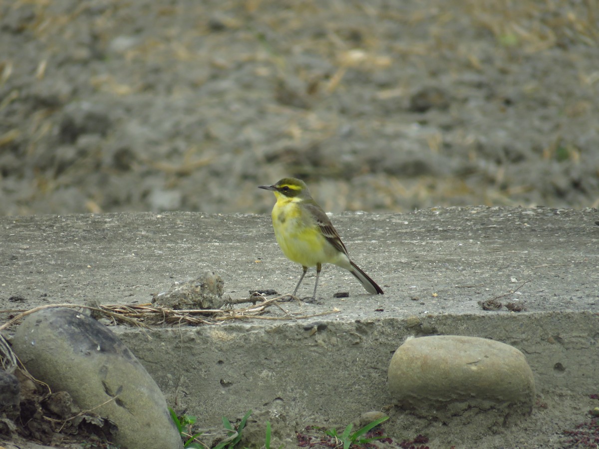 Eastern Yellow Wagtail (Green-headed) - ML135364121