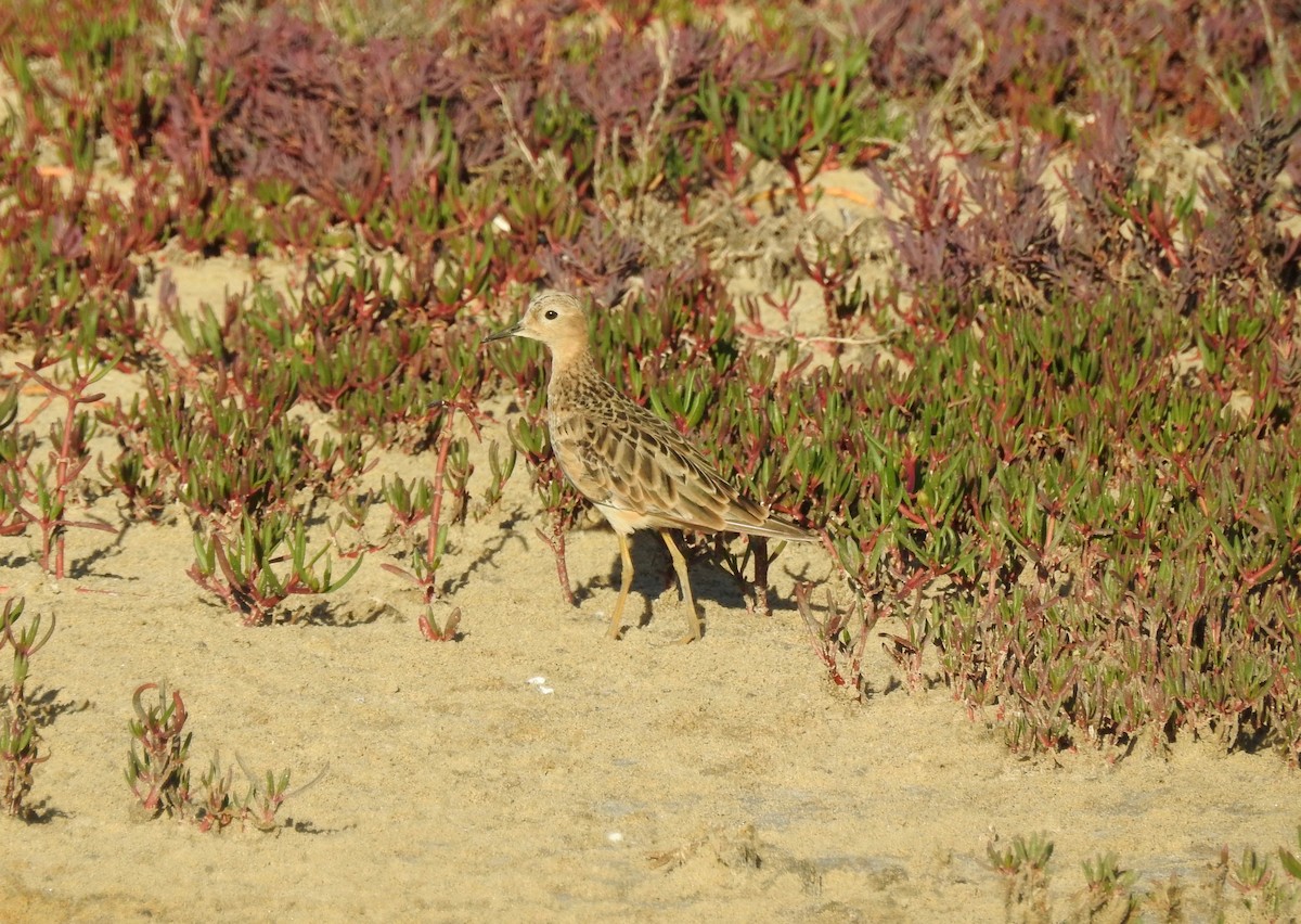 Buff-breasted Sandpiper - Michael Daley