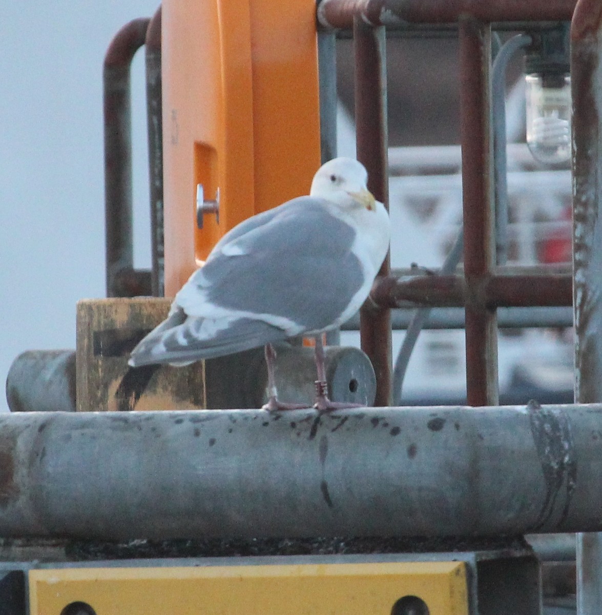 Glaucous-winged Gull - ML135365061