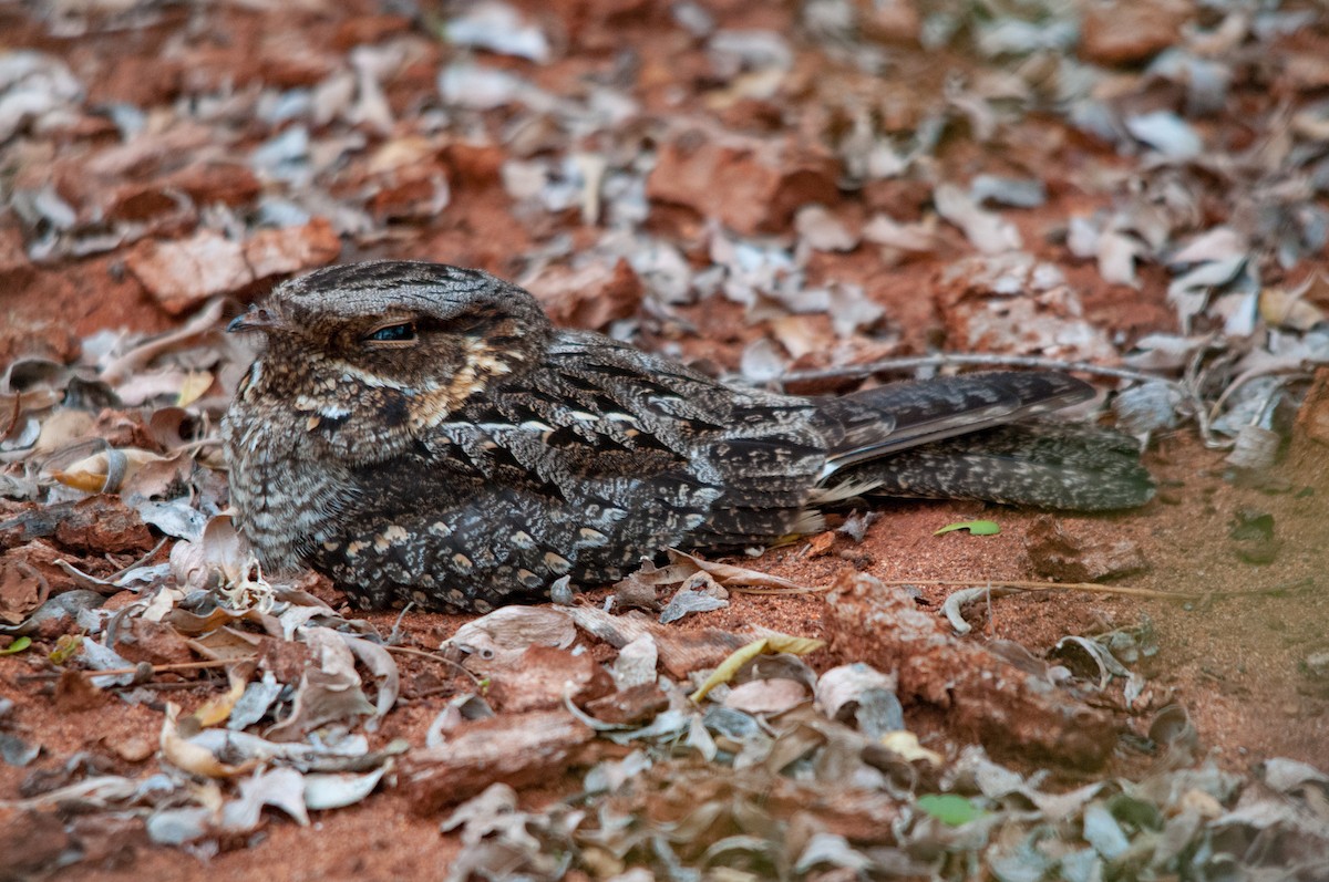 Madagascar Nightjar - William Stephens