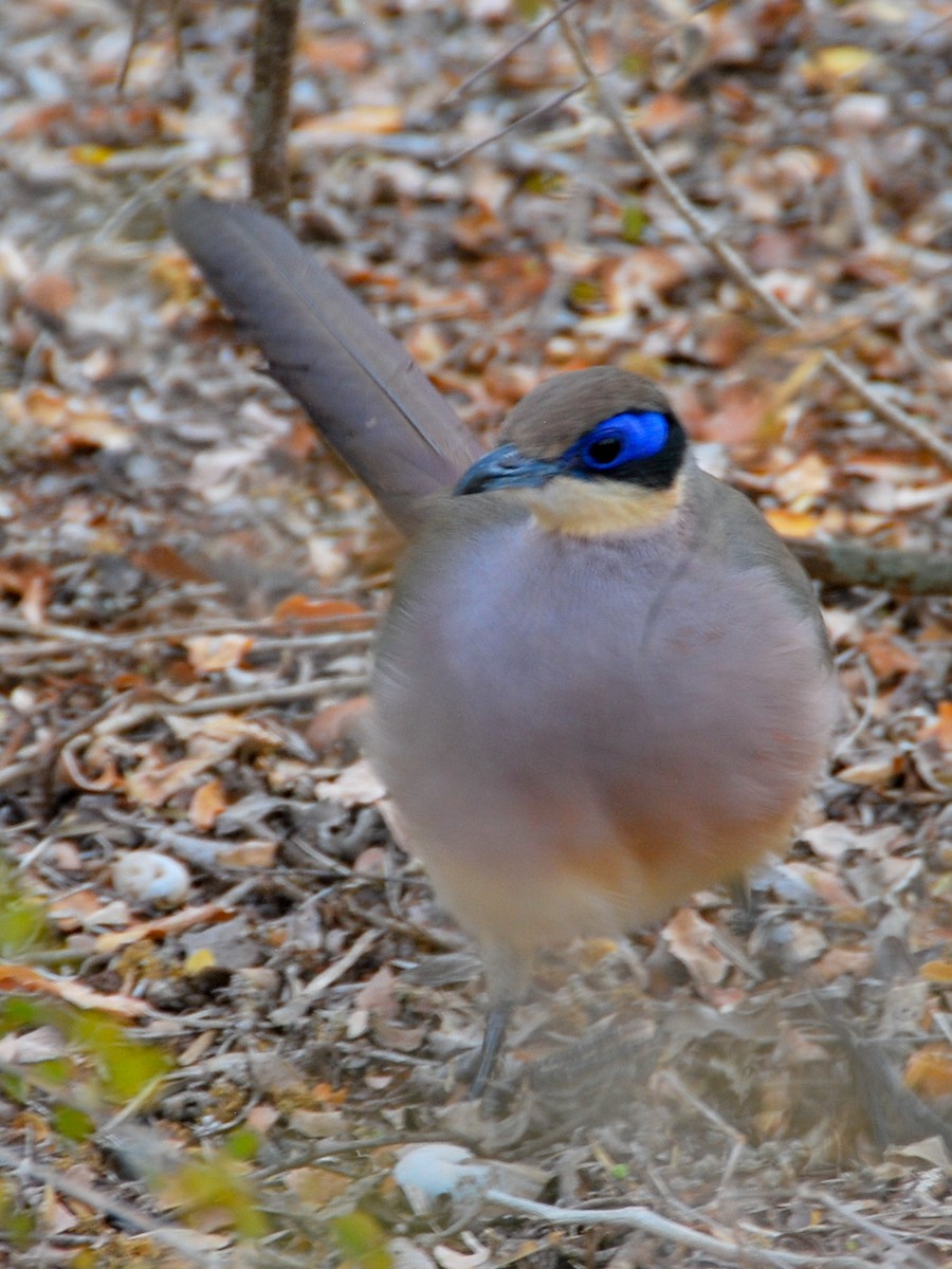 Red-capped Coua - ML135368101