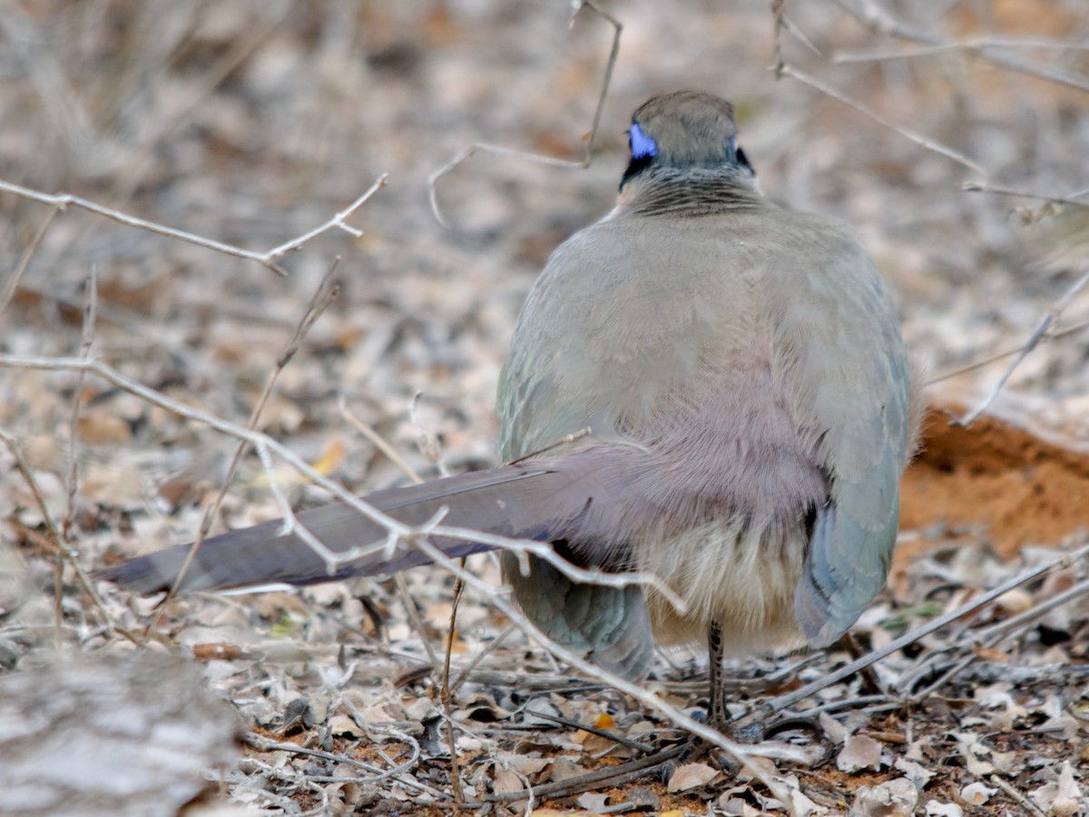 Red-capped Coua - ML135368111