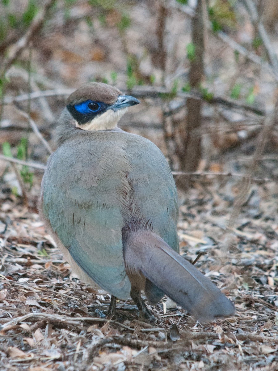 Red-capped Coua - ML135368121