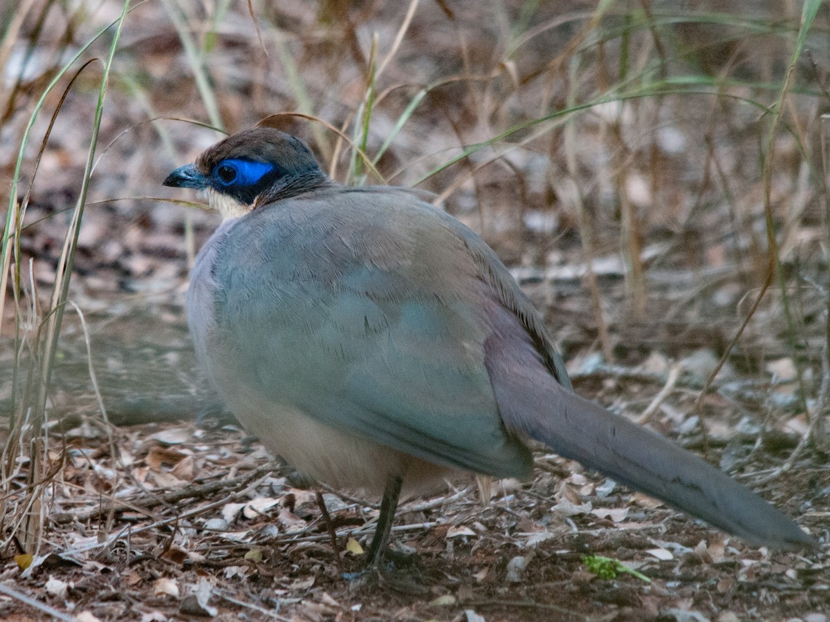 Red-capped Coua - ML135368131