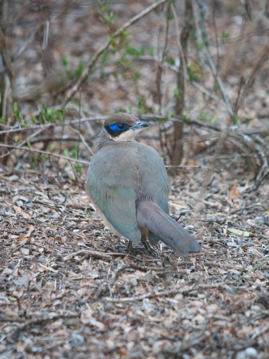 Red-capped Coua - ML135368161