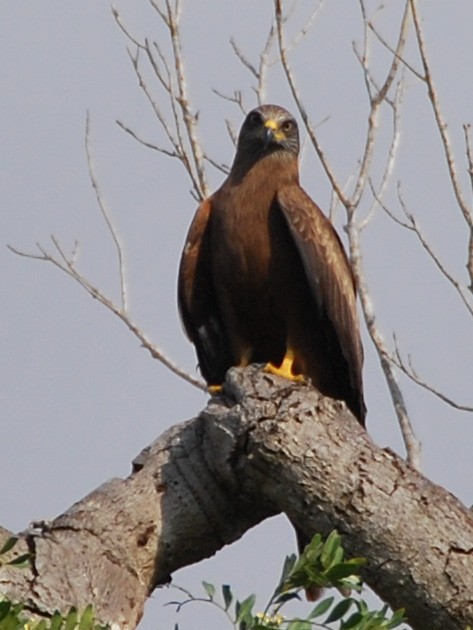 Black Kite - ML135368231