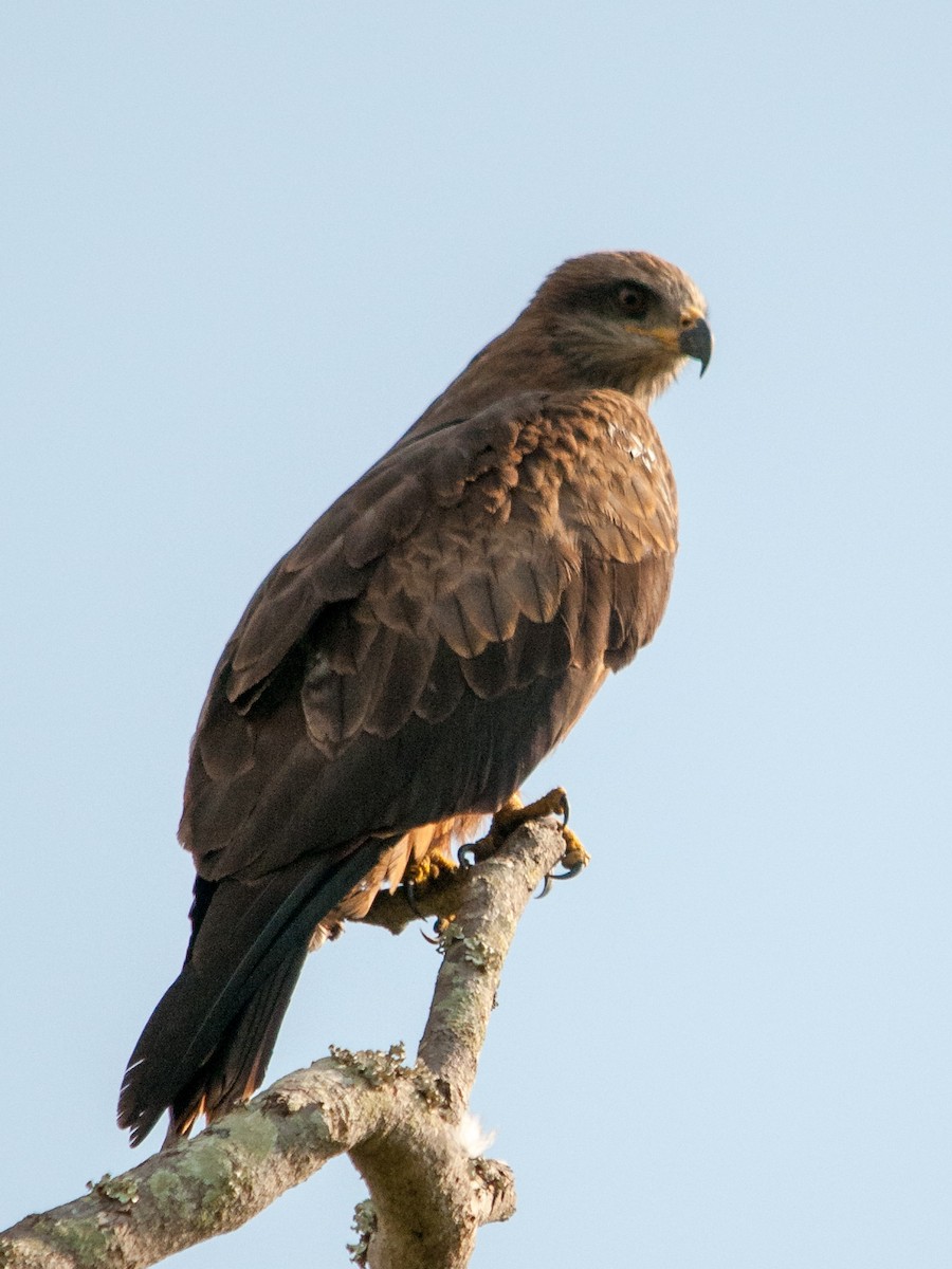 黑鳶 - ML135368251