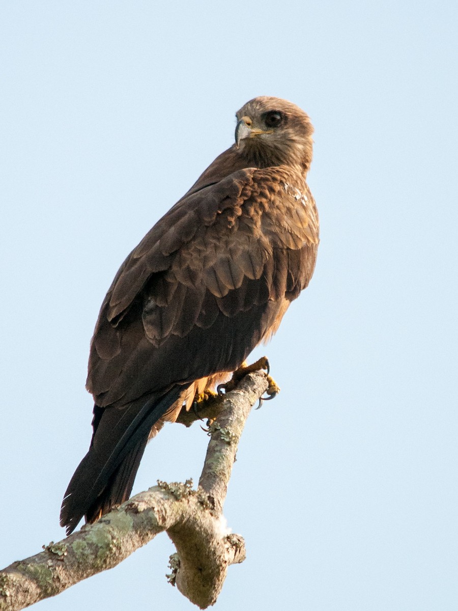 Black Kite - ML135368261