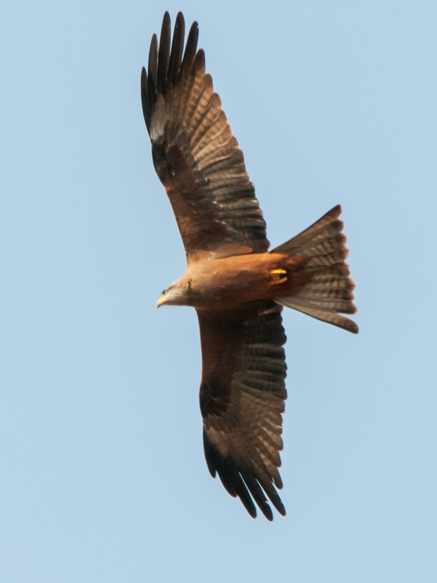 Black Kite - ML135368271