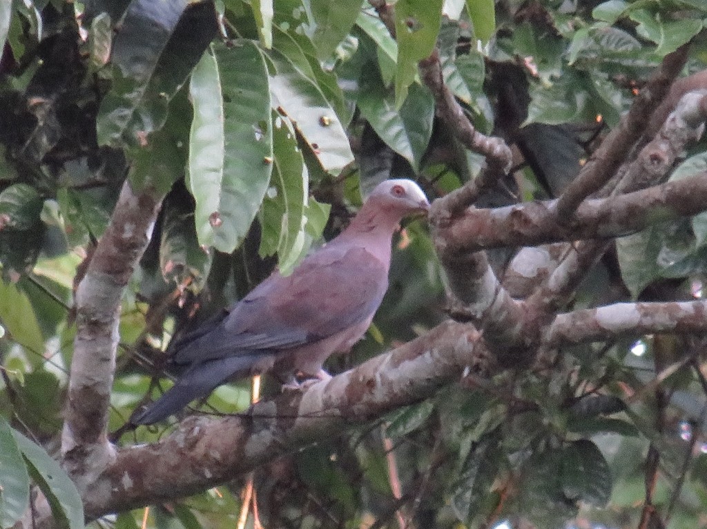 Pale-capped Pigeon - ML135369211