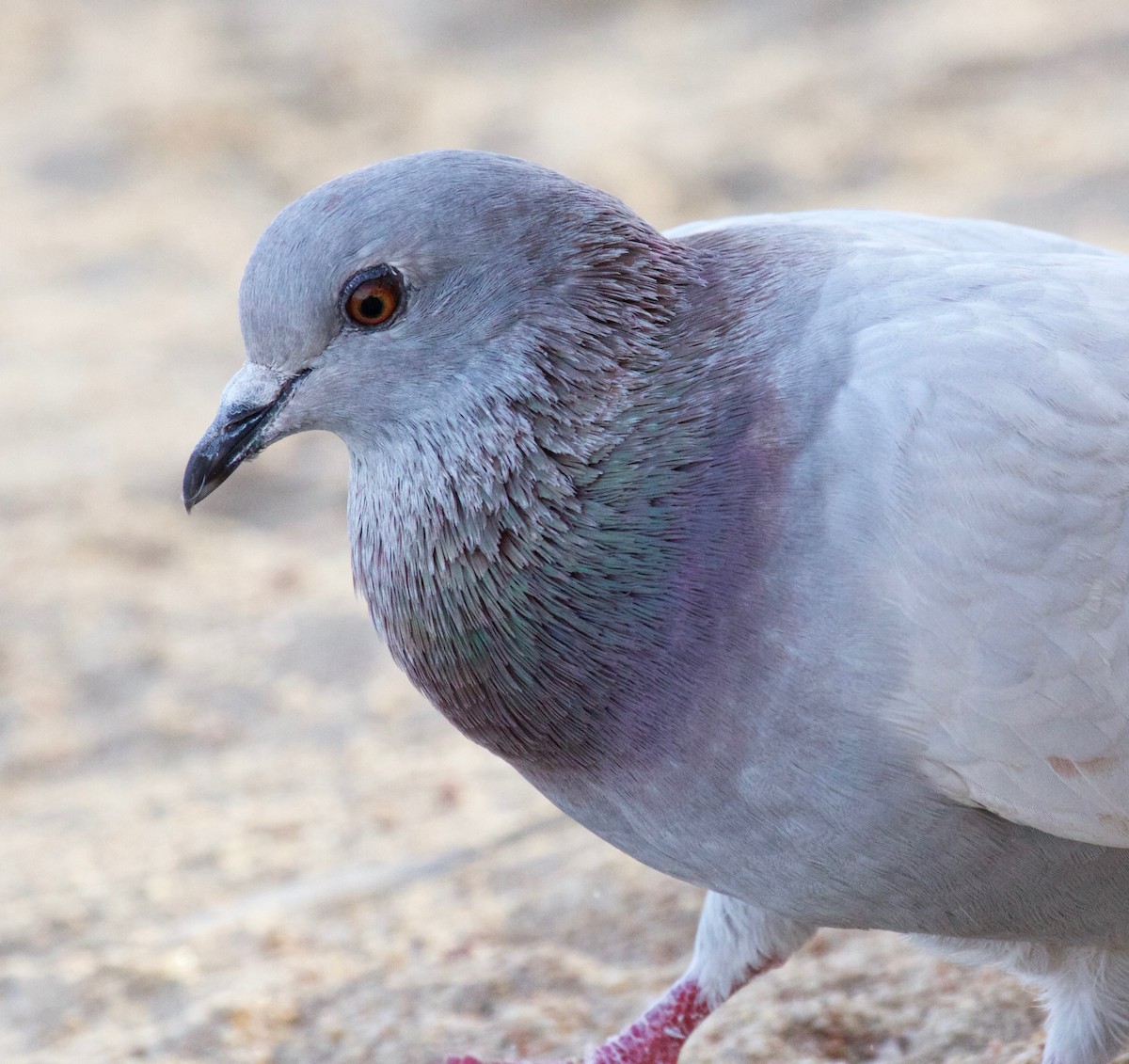 Rock Pigeon - Liam Ragan