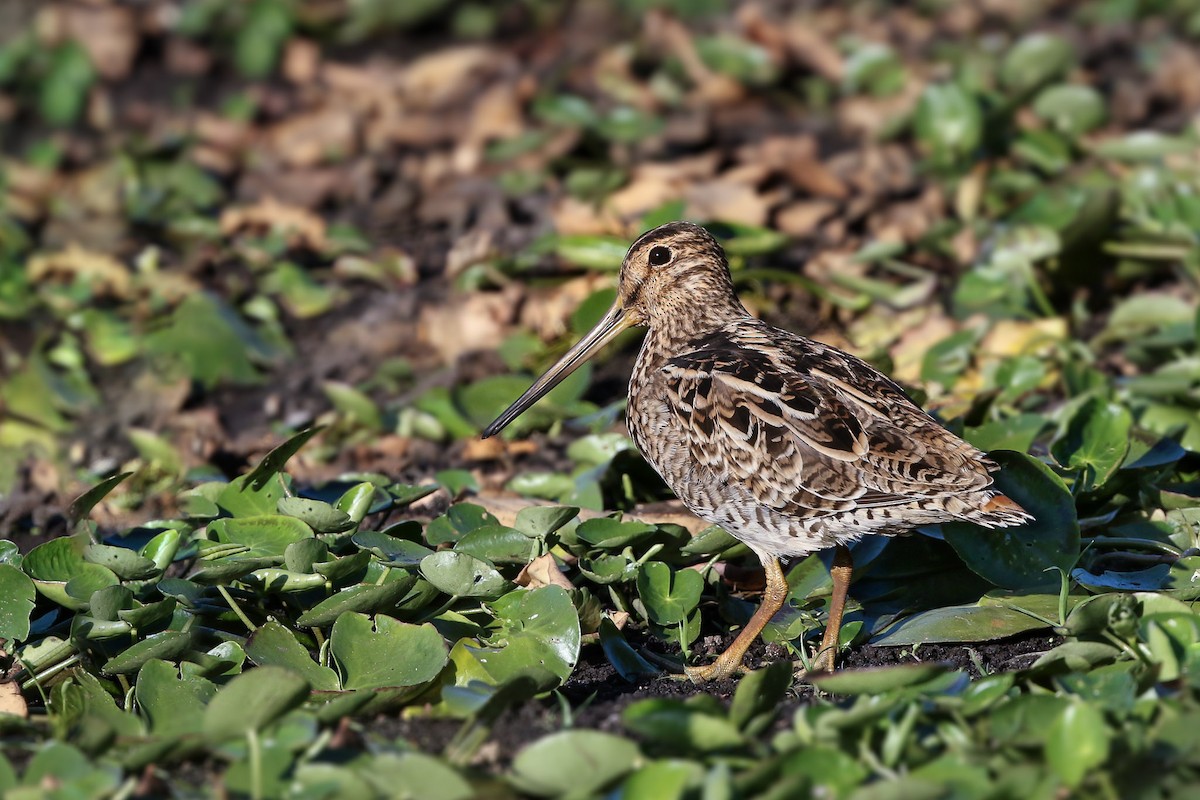 Latham's Snipe - ML135370901