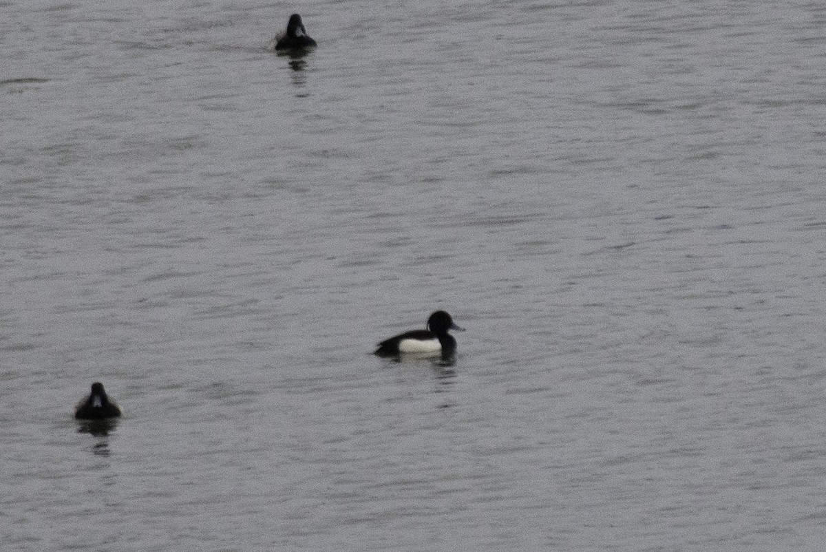 Tufted Duck - ML135370931
