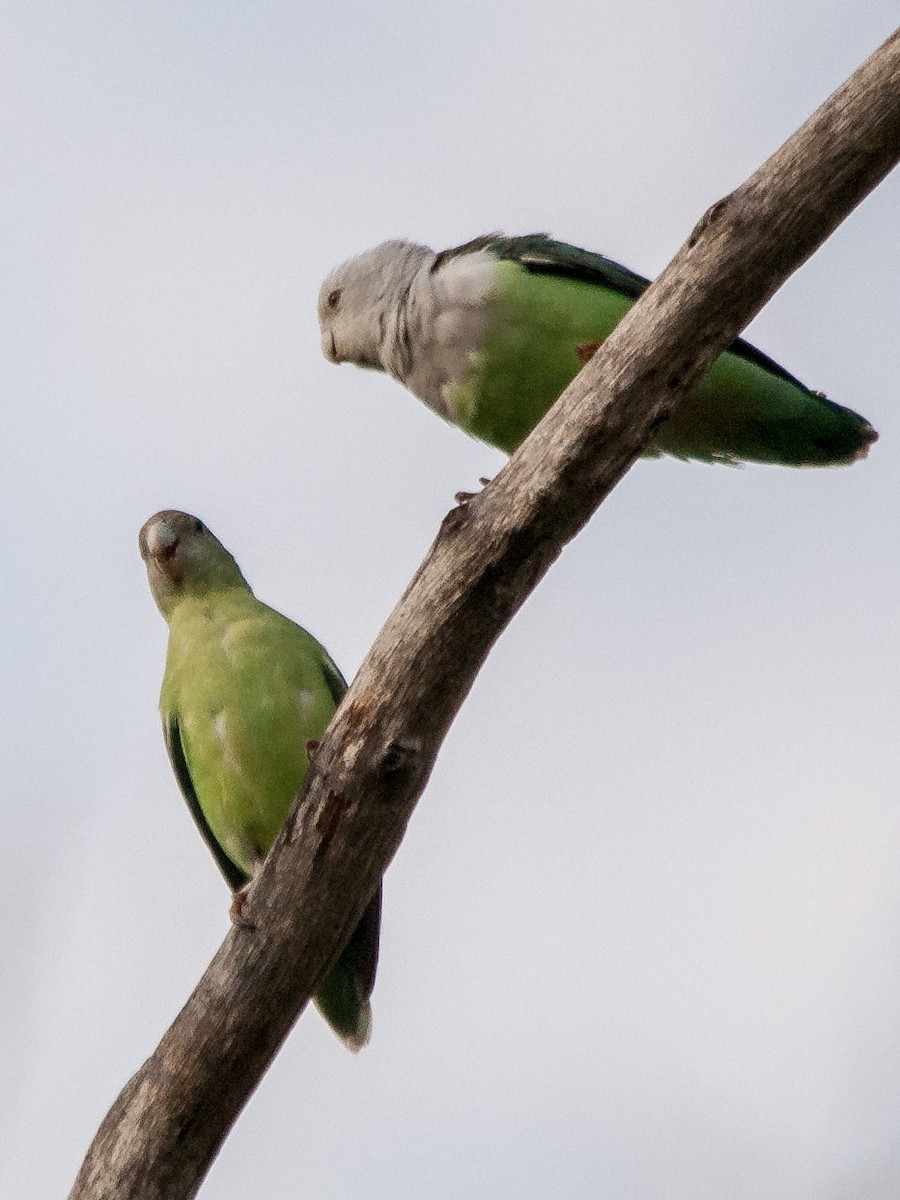 Gray-headed Lovebird - ML135371221