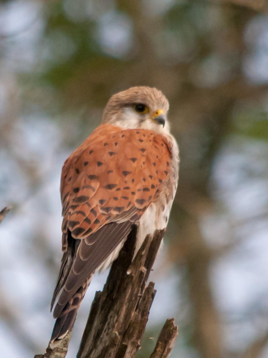 Malagasy Kestrel - ML135371451