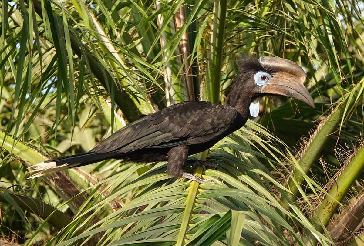 Black-casqued Hornbill - Geoff Dobbs