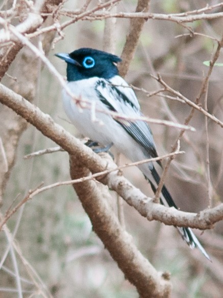 Malagasy Paradise-Flycatcher - ML135371631