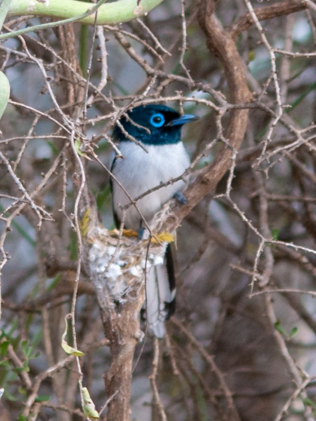 Malagasy Paradise-Flycatcher - ML135371651