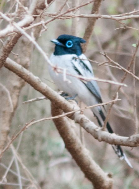 Malagasy Paradise-Flycatcher - ML135371691