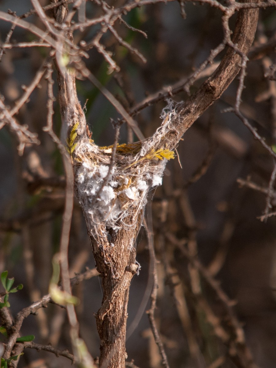 Malagasy Paradise-Flycatcher - William Stephens