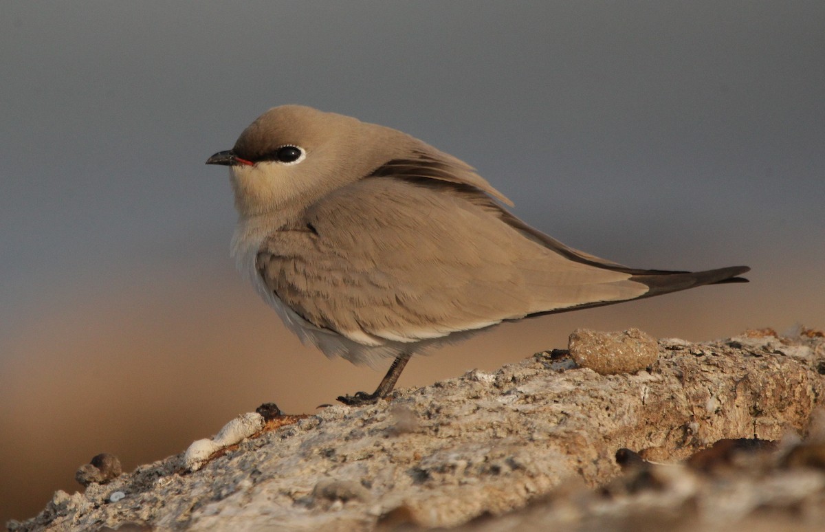 Small Pratincole - Vyom Vyas