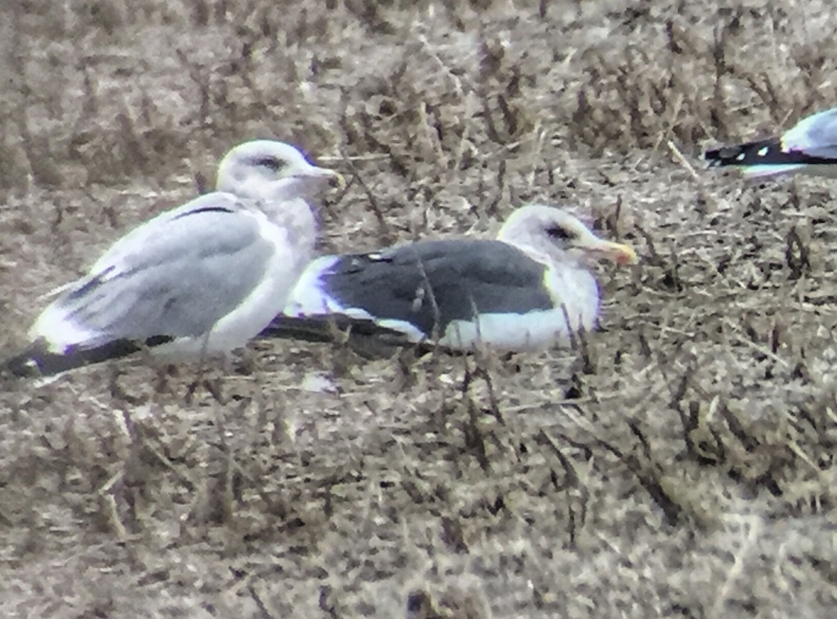 Slaty-backed Gull - ML135372421