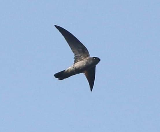 Indian Swiftlet - ML135372661