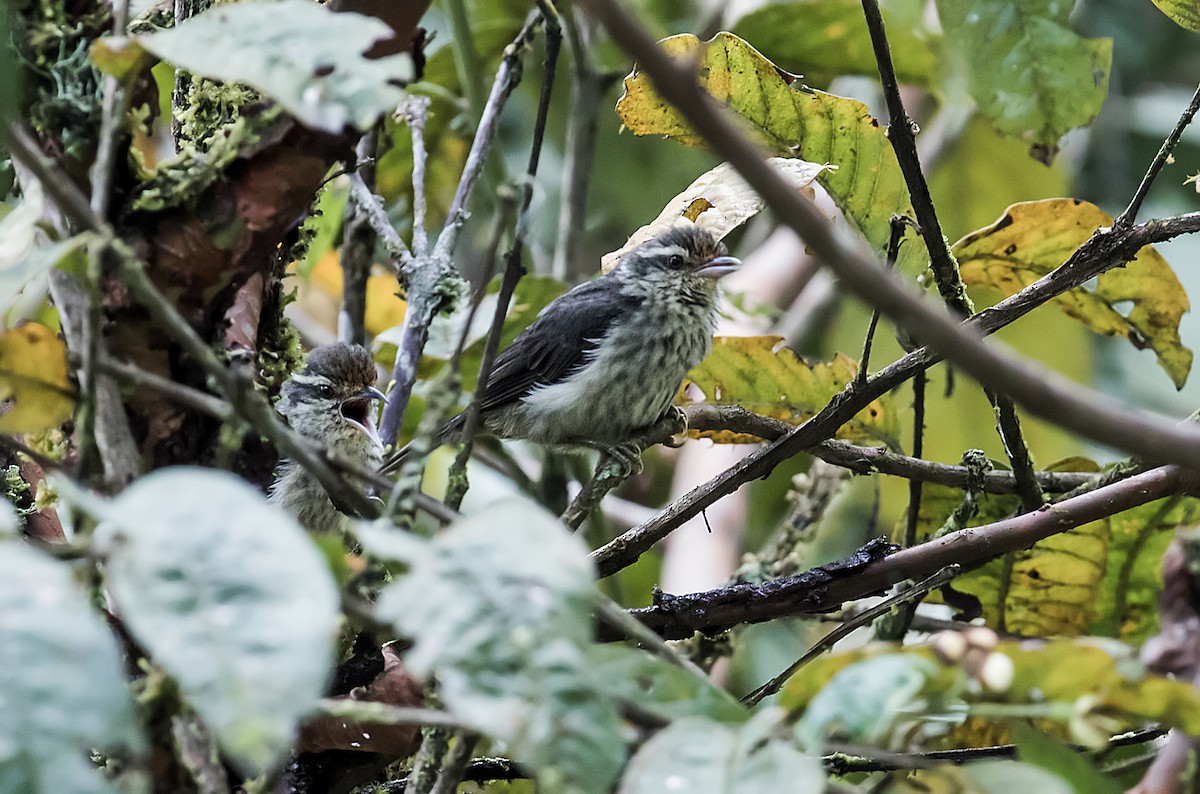 Equatorial Graytail - Nick Athanas