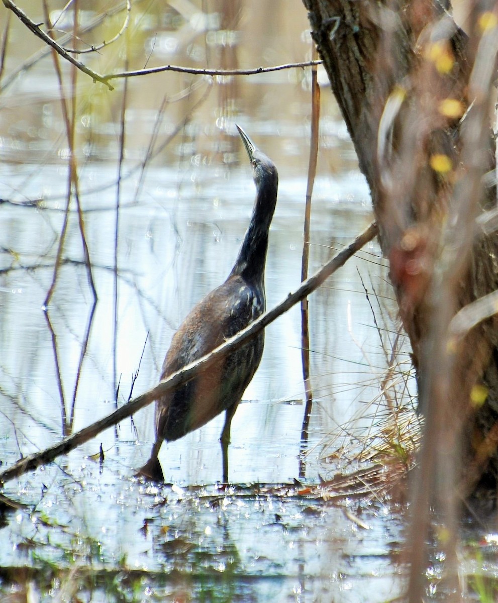 American Bittern - ML135373911