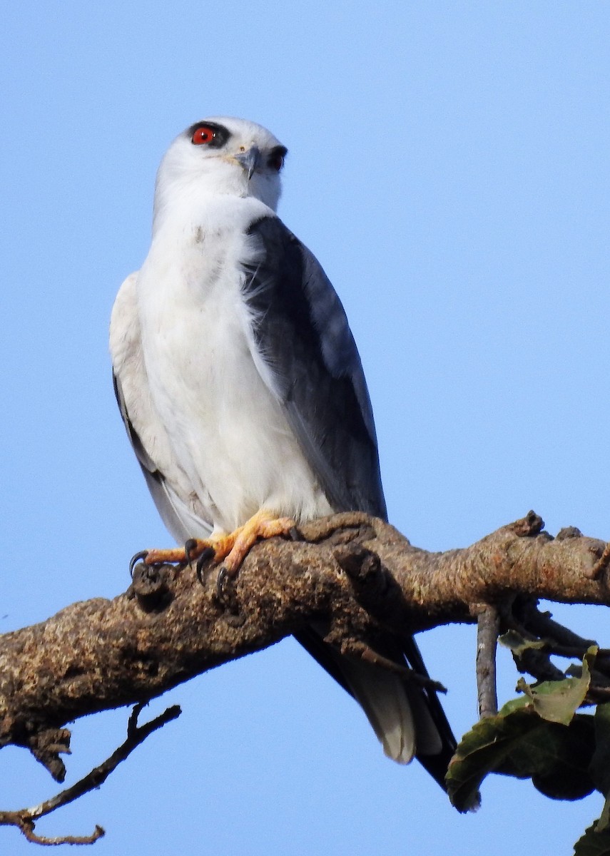 Black-winged Kite - Sharon Lu