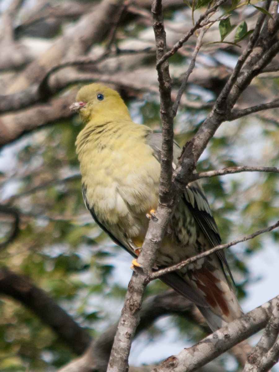 Madagascar Green-Pigeon - ML135374381