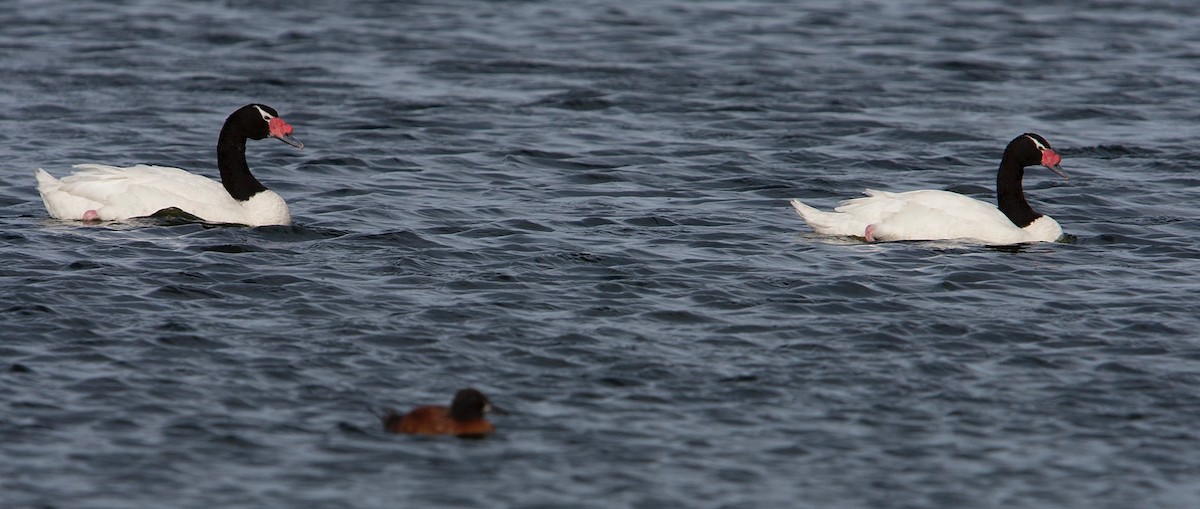 Black-necked Swan - ML135374571