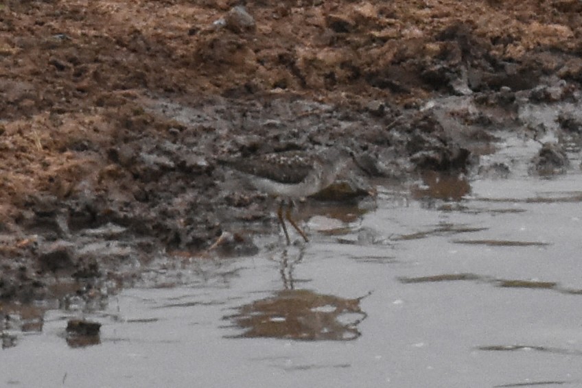 Wood Sandpiper - ML135374681