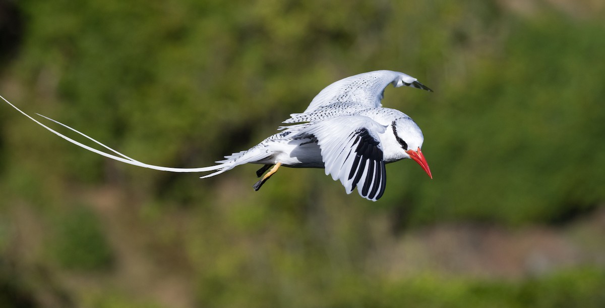 Red-billed Tropicbird - ML135374951