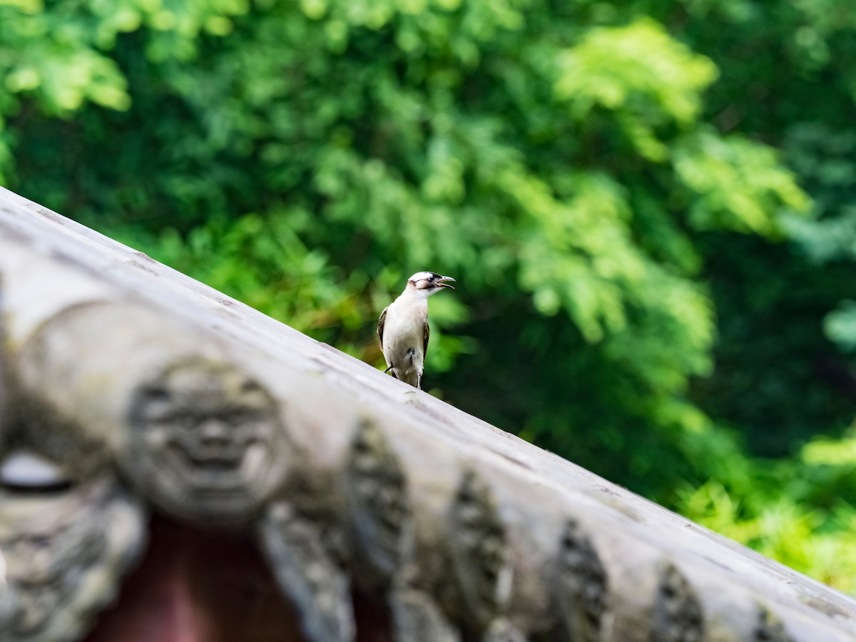 Light-vented Bulbul - ML135375001